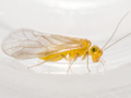 Enderleinella obsoleta